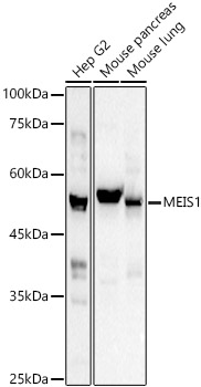 MEIS1 Polyclonal Antibody