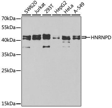 HNRNPD Polyclonal Antibody