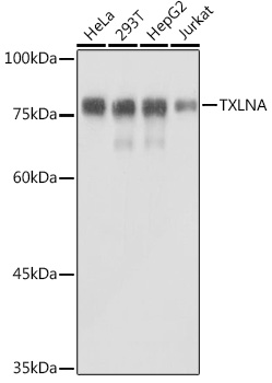 TXLNA Polyclonal Antibody