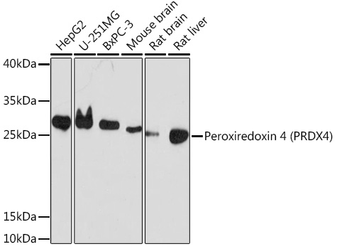 Peroxiredoxin 4 (PRDX4) Polyclonal Antibody