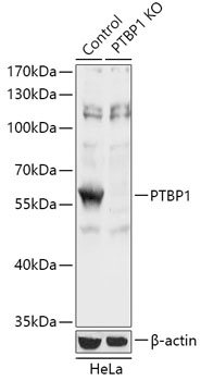 PTBP1 Polyclonal Antibody