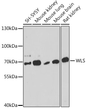 WLS Polyclonal Antibody