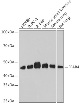 FFAR4 Polyclonal Antibody