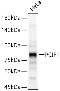 PCIF1 Polyclonal Antibody