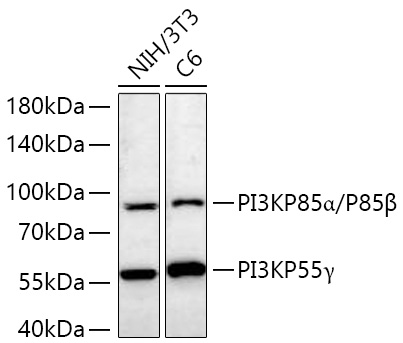 PI3KP85alpha/P55gamma/P85beta Polyclonal Antibody