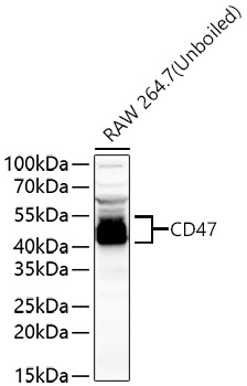 CD47 Polyclonal Antibody