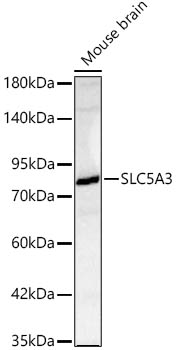 SLC5A3 Polyclonal Antibody
