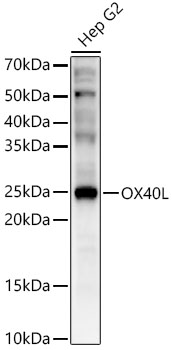 OX40L Polyclonal Antibody