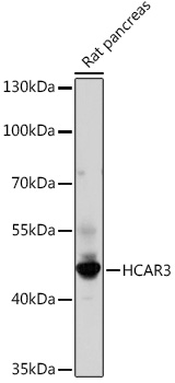 HCAR3 Polyclonal Antibody