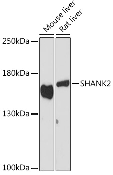SHANK2 Polyclonal Antibody