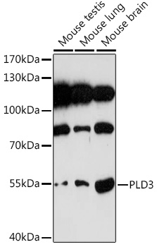 PLD3 Polyclonal Antibody