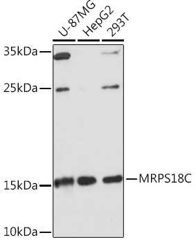 MRPS18C Polyclonal Antibody