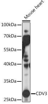 CDV3 Polyclonal Antibody