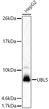 UBL5 Polyclonal Antibody