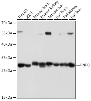 PNPO Polyclonal Antibody