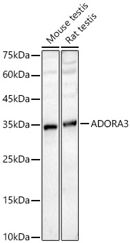 ADORA3 Polyclonal Antibody&nbsp;<img src="images/icon_newarrival.gif" alt="new" border="0">