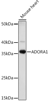 ADORA1 Polyclonal Antibody&nbsp;<img src="images/icon_newarrival.gif" alt="new" border="0">