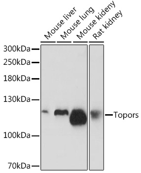 Topors Polyclonal Antibody