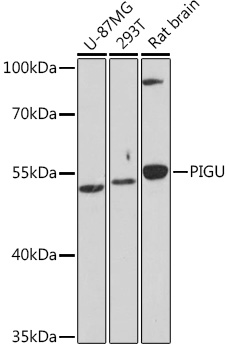 PIGU Polyclonal Antibody