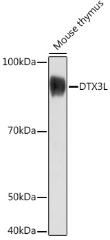 DTX3L Polyclonal Antibody