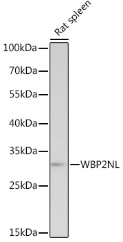 WBP2NL Polyclonal Antibody