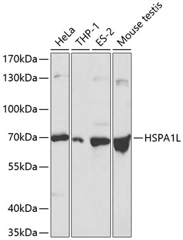 HSPA1L Polyclonal Antibody