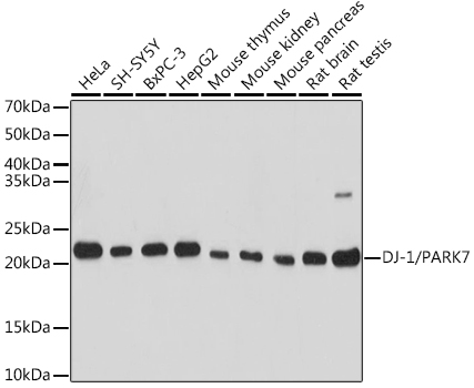 DJ-1/PARK7 Polyclonal Antibody