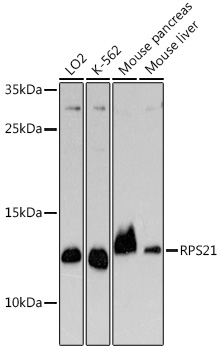 RPS21 Polyclonal Antibody