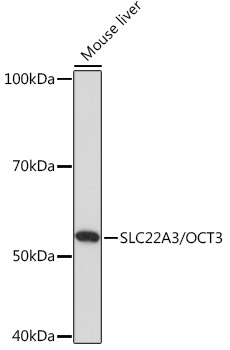 SLC22A3/OCT3 Polyclonal Antibody