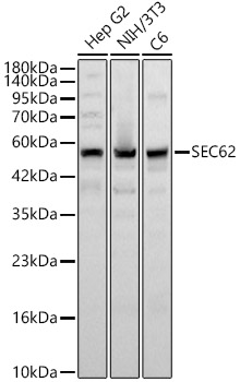 SEC62 Polyclonal Antibody