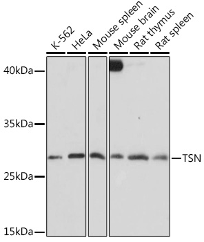 TSN Polyclonal Antibody