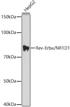 Rev-Erba/NR1D1 Polyclonal Antibody