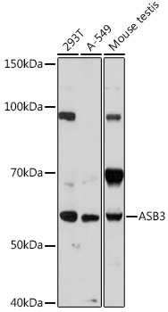 ASB3 Polyclonal Antibody