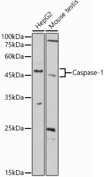 Caspase-1 Polyclonal Antibody