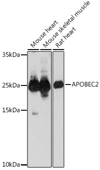 APOBEC2 Polyclonal Antibody
