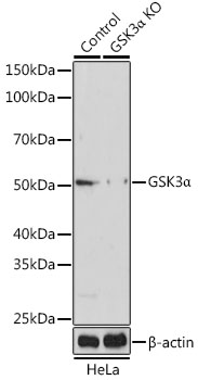 GSK3a Polyclonal Antibody