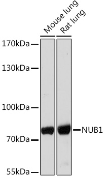 NUB1 Polyclonal Antibody