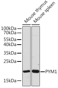 PYM1 Polyclonal Antibody