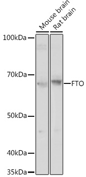FTO Polyclonal Antibody