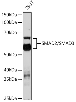 SMAD2/SMAD3 Polyclonal Antibody