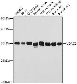 VDAC2 Polyclonal Antibody