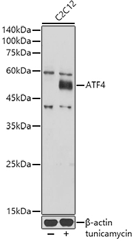 ATF4 Polyclonal Antibody