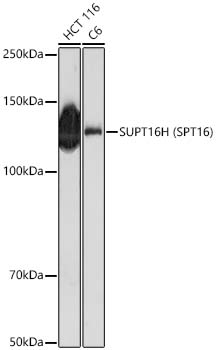 SUPT16H (SPT16) Polyclonal Antibody