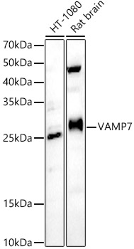 VAMP7 Polyclonal Antibody