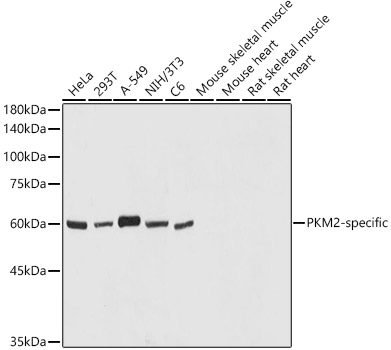 PKM2-specific Polyclonal Antibody