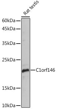 C1orf146 Polyclonal Antibody