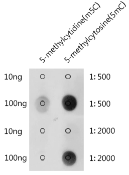 5-Methylcytosine (5mC) Polyclonal Antibody