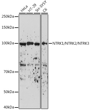 NTRK1/NTRK2/NTRK3 Polyclonal Antibody