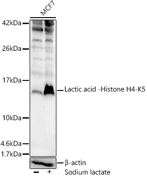 Lactic acid -Histone H4-K5 Polyclonal Antibody