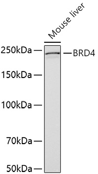 BRD4 Polyclonal Antibody